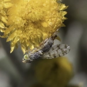 Austrotephritis poenia at Fraser, ACT - 17 Nov 2023 12:27 PM