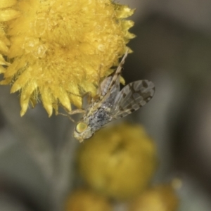 Austrotephritis poenia at Fraser, ACT - 17 Nov 2023