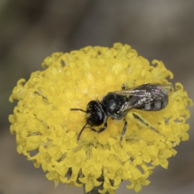 Lasioglossum (Chilalictus) sp. (genus & subgenus) (Halictid bee) at Dunlop Grassland (DGE) - 17 Nov 2023 by kasiaaus