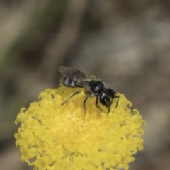 Lasioglossum (Chilalictus) sp. (genus & subgenus) at Fraser, ACT - 17 Nov 2023 12:31 PM