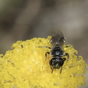 Lasioglossum (Chilalictus) sp. (genus & subgenus) at Fraser, ACT - 17 Nov 2023