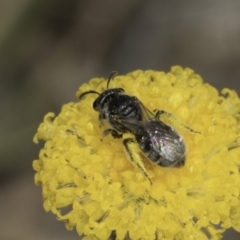 Lasioglossum (Chilalictus) sp. (genus & subgenus) at Fraser, ACT - 17 Nov 2023