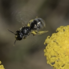 Lasioglossum (Chilalictus) sp. (genus & subgenus) at Fraser, ACT - 17 Nov 2023