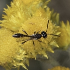 Pseudofoenus sp. (genus) (Unidentified bee-parasite wasp, burrowing bee parasite wasp) at Dunlop Grassland (DGE) - 17 Nov 2023 by kasiaaus