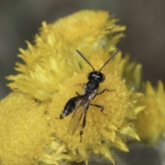 Pseudofoenus sp. (genus) at Dunlop Grassland (DGE) - 17 Nov 2023