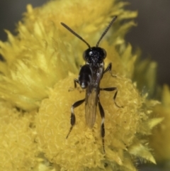 Pseudofoenus sp. (genus) at Fraser, ACT - 17 Nov 2023