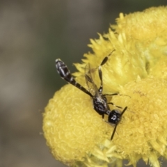 Pseudofoenus sp. (genus) at Fraser, ACT - 17 Nov 2023