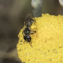 Lasioglossum (Chilalictus) sp. (genus & subgenus) (Halictid bee) at Fraser, ACT - 17 Nov 2023 by kasiaaus