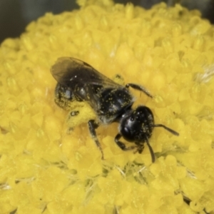 Lasioglossum (Chilalictus) sp. (genus & subgenus) at Fraser, ACT - 17 Nov 2023