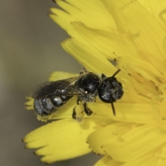 Lasioglossum (Chilalictus) sp. (genus & subgenus) (Halictid bee) at Fraser, ACT - 17 Nov 2023 by kasiaaus