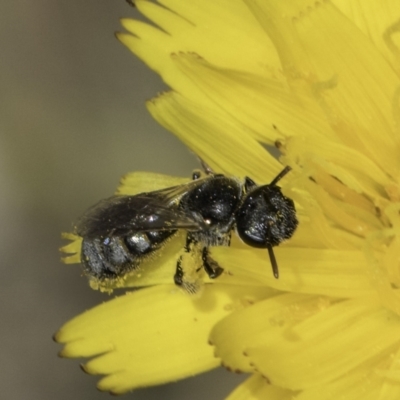 Lasioglossum (Chilalictus) sp. (genus & subgenus) (Halictid bee) at Dunlop Grasslands - 17 Nov 2023 by kasiaaus