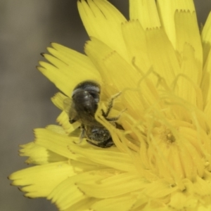 Lasioglossum (Chilalictus) sp. (genus & subgenus) at Fraser, ACT - 17 Nov 2023