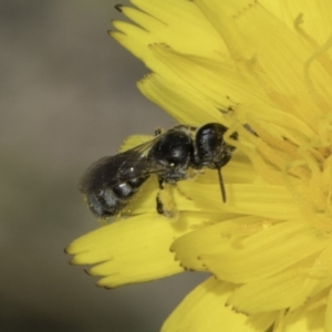 Lasioglossum (Chilalictus) sp. (genus & subgenus) at Fraser, ACT - 17 Nov 2023 12:35 PM