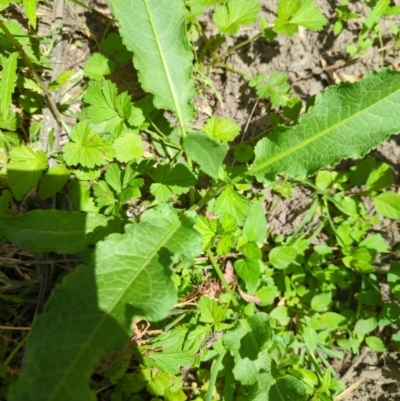 Rumex sp. (A Dock) at Micalong Gorge - 17 Nov 2023 by brettguy80