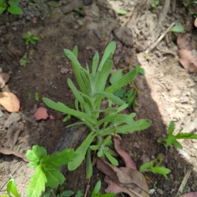 Pseudognaphalium luteoalbum (Jersey Cudweed) at Micalong Gorge - 17 Nov 2023 by brettguy80