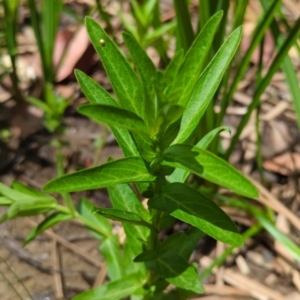 Lythrum salicaria at Wee Jasper, NSW - 17 Nov 2023