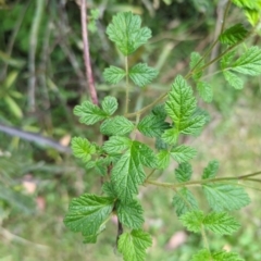 Rubus parvifolius (Native Raspberry) at Wee Jasper, NSW - 17 Nov 2023 by brettguy80