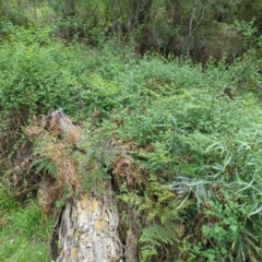 Rubus parvifolius at Wee Jasper, NSW - 17 Nov 2023 12:56 PM