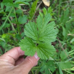 Geum urbanum at Wee Jasper, NSW - 17 Nov 2023 12:56 PM