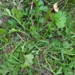 Geum urbanum at Wee Jasper, NSW - 17 Nov 2023 12:56 PM