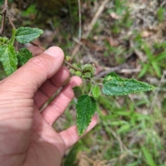 Gynatrix pulchella (Hemp Bush) at Micalong Gorge - 17 Nov 2023 by brettguy80