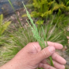 Poa sp. (A Snow Grass) at Micalong Gorge - 17 Nov 2023 by brettguy80