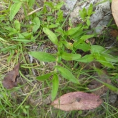 Persicaria prostrata (Creeping Knotweed) at Wee Jasper, NSW - 17 Nov 2023 by Wildlifewarrior80