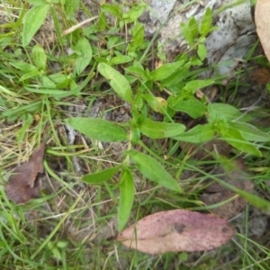 Persicaria prostrata at Wee Jasper, NSW - 17 Nov 2023 12:49 PM