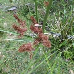 Cyperus lucidus (Leafy Flat Sedge) at Micalong Gorge - 17 Nov 2023 by brettguy80