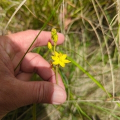 Bulbine bulbosa (Golden Lily) at Wee Jasper, NSW - 17 Nov 2023 by brettguy80