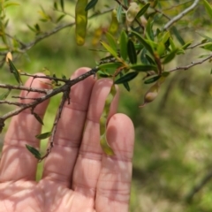 Acacia siculiformis (Dagger Wattle) at Micalong Gorge - 17 Nov 2023 by brettguy80