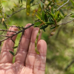 Acacia siculiformis at Wee Jasper, NSW - 17 Nov 2023