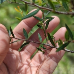 Acacia siculiformis at Wee Jasper, NSW - 17 Nov 2023 12:34 PM