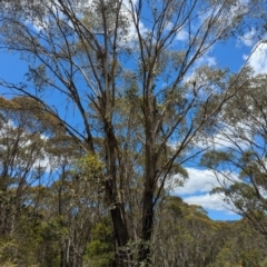 Eucalyptus camphora subsp. humeana at Micalong Gorge - 17 Nov 2023