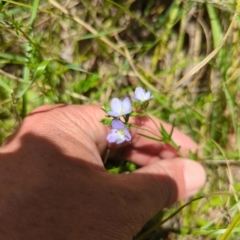 Veronica gracilis (Slender Speedwell) at Micalong Gorge - 17 Nov 2023 by brettguy80