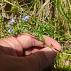 Veronica gracilis at Wee Jasper, NSW - 17 Nov 2023 12:32 PM