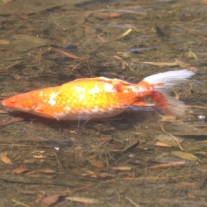 Carassius auratus at Isabella Pond - 17 Nov 2023 11:47 AM