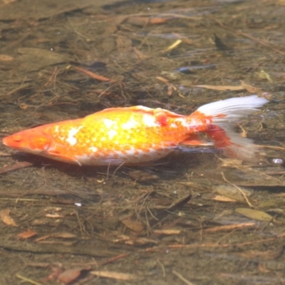 Carassius auratus (Goldfish) at Monash, ACT - 17 Nov 2023 by RodDeb