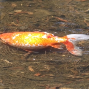 Carassius auratus at Isabella Pond - 17 Nov 2023 11:47 AM