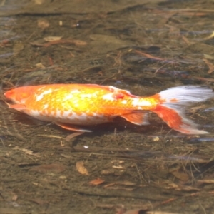 Carassius auratus at Isabella Pond - 17 Nov 2023