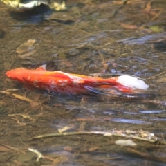 Carassius auratus at Isabella Pond - 17 Nov 2023 11:47 AM