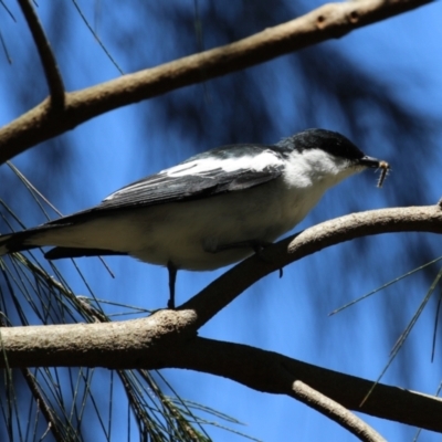Lalage tricolor (White-winged Triller) at Tuggeranong Creek to Monash Grassland - 17 Nov 2023 by RodDeb