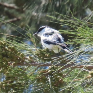 Lalage tricolor at Tuggeranong Creek to Monash Grassland - 17 Nov 2023 11:55 AM