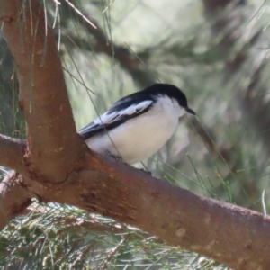 Lalage tricolor at Tuggeranong Creek to Monash Grassland - 17 Nov 2023 11:55 AM