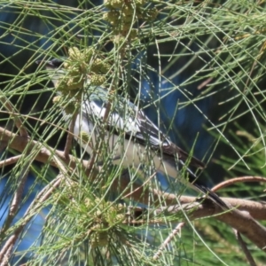 Lalage tricolor at Tuggeranong Creek to Monash Grassland - 17 Nov 2023 11:55 AM