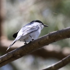 Lalage tricolor at Tuggeranong Creek to Monash Grassland - 17 Nov 2023 11:55 AM