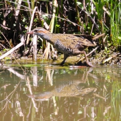 Gallirallus philippensis (Buff-banded Rail) at Monash, ACT - 17 Nov 2023 by RodDeb