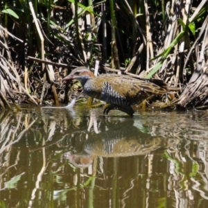 Gallirallus philippensis at Tuggeranong Creek to Monash Grassland - 17 Nov 2023 01:15 PM