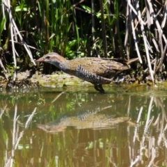 Gallirallus philippensis at Tuggeranong Creek to Monash Grassland - 17 Nov 2023 01:15 PM