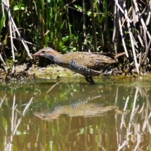 Gallirallus philippensis at Tuggeranong Creek to Monash Grassland - 17 Nov 2023